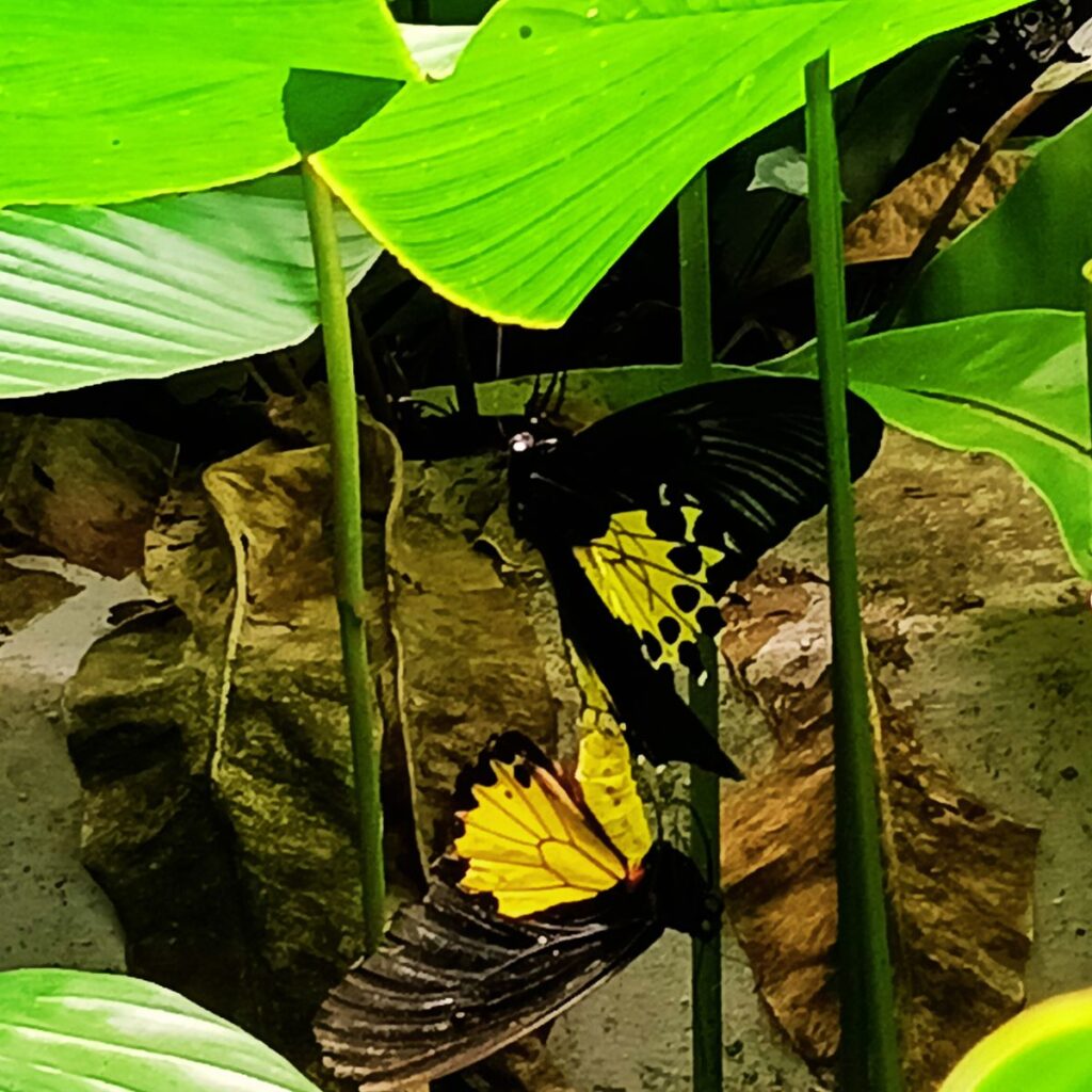 3 Taman Rama Rama